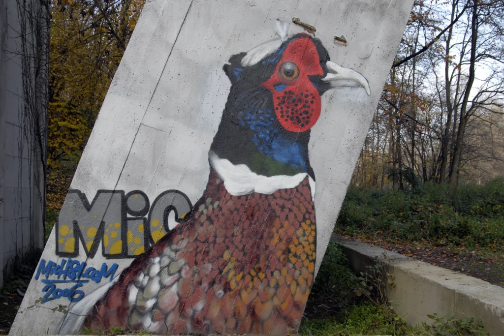 Murale realistico raffigurante un fagiano colorato su parete inclinata in cemento, Cairate 2006.